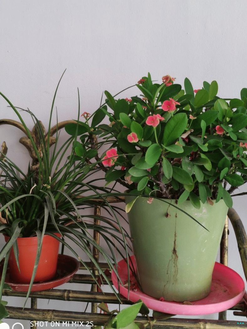 xiaomi mi mix 2s cam sample (10)